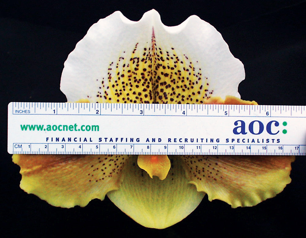Paphiopedilum Mem. Jack Tonkin 'Marriott Spotted Galaxy' AM/AOS