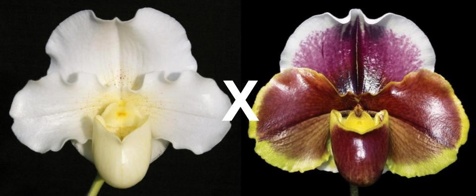 Paphiopedilum Mystic Knight 'Excalibur' AM/AOS x Red Dominion 'Perfection'