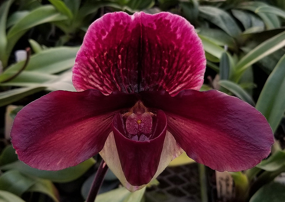 Paphiopedilum New Direction 'Weltz Lavendar Sonnata' AM/AOS x Amandahill 'Muir Woods' HCC/AOS