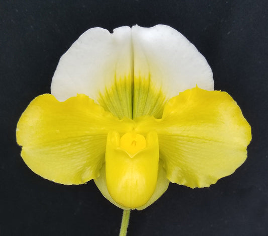 Paphiopedilum Pacific Titan