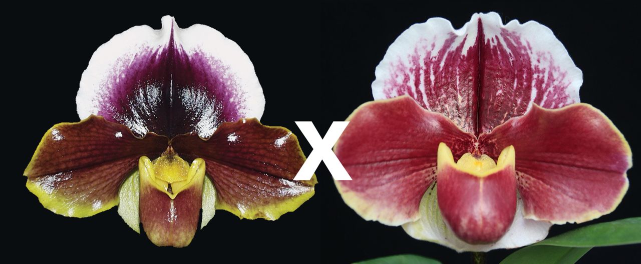 Complex paphiopedilum hybrid cultivars shown in flower side by side of Paph. California Girl ‘Big Bear’ B/CSA x (Far Horizon x Jenna Marie) ‘Red Moon Rising’