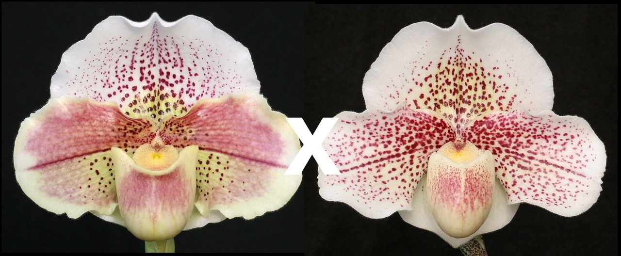 Two images of a pink and white orchid with a black background