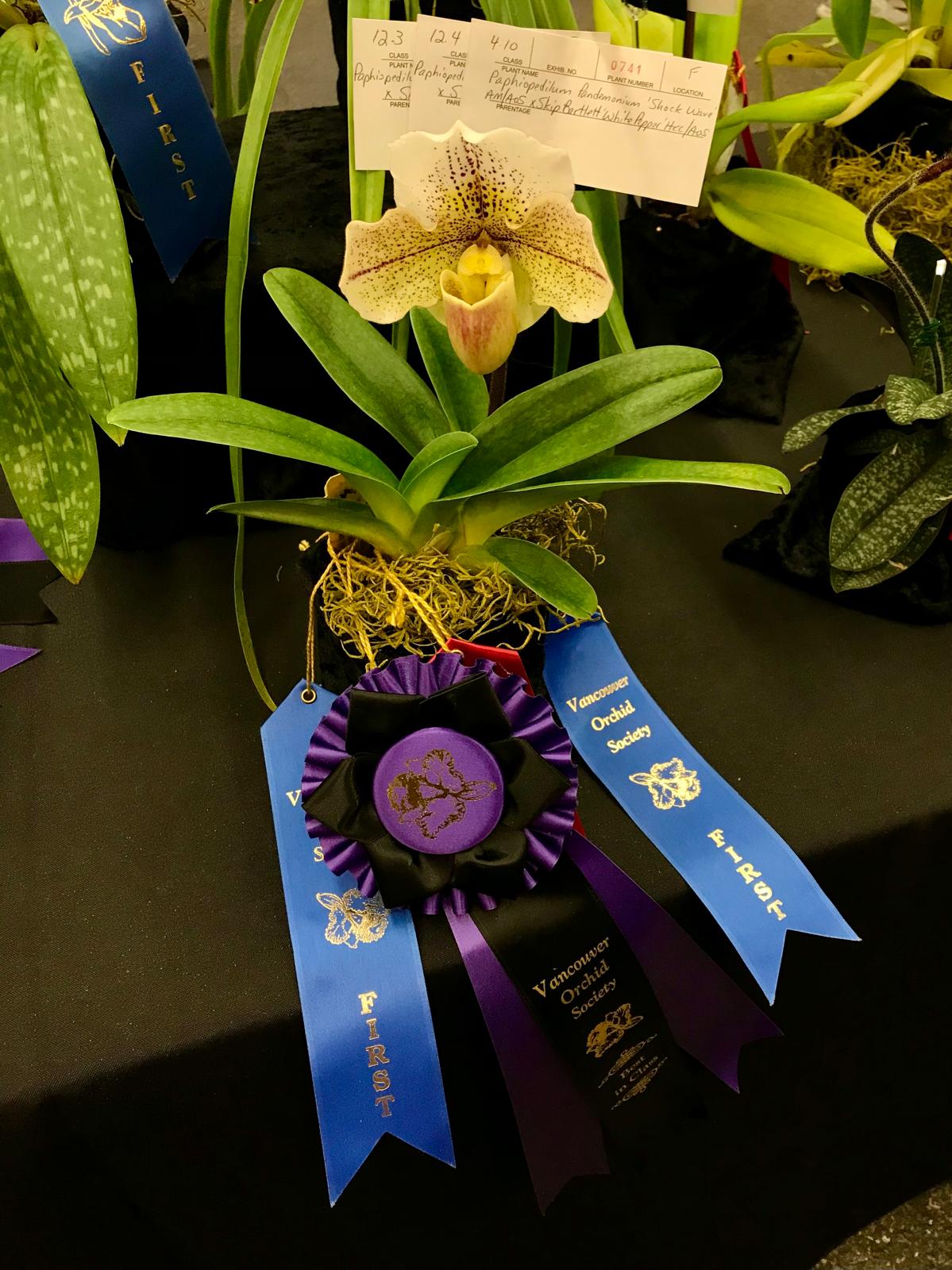 Paphiopedilum Pandemonium 'Shock Wave' AM/AOS x Skip Bartlett 'White Pepper' HCC