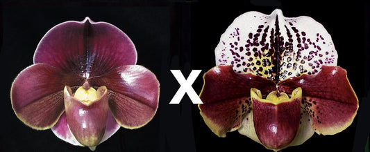Complex paphiopedilum hybrid cultivars shown in flower side by side of Paph. Startler 'Glace' AM/AOS x Thunder Cat 'Sizzler' HCC