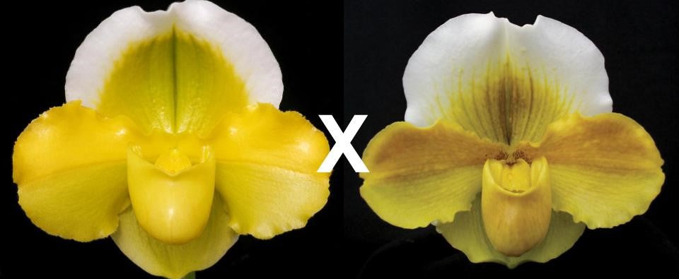 Complex paphiopedilum hybrid cultivar of  Paphiopedilum Alchemist's Gold