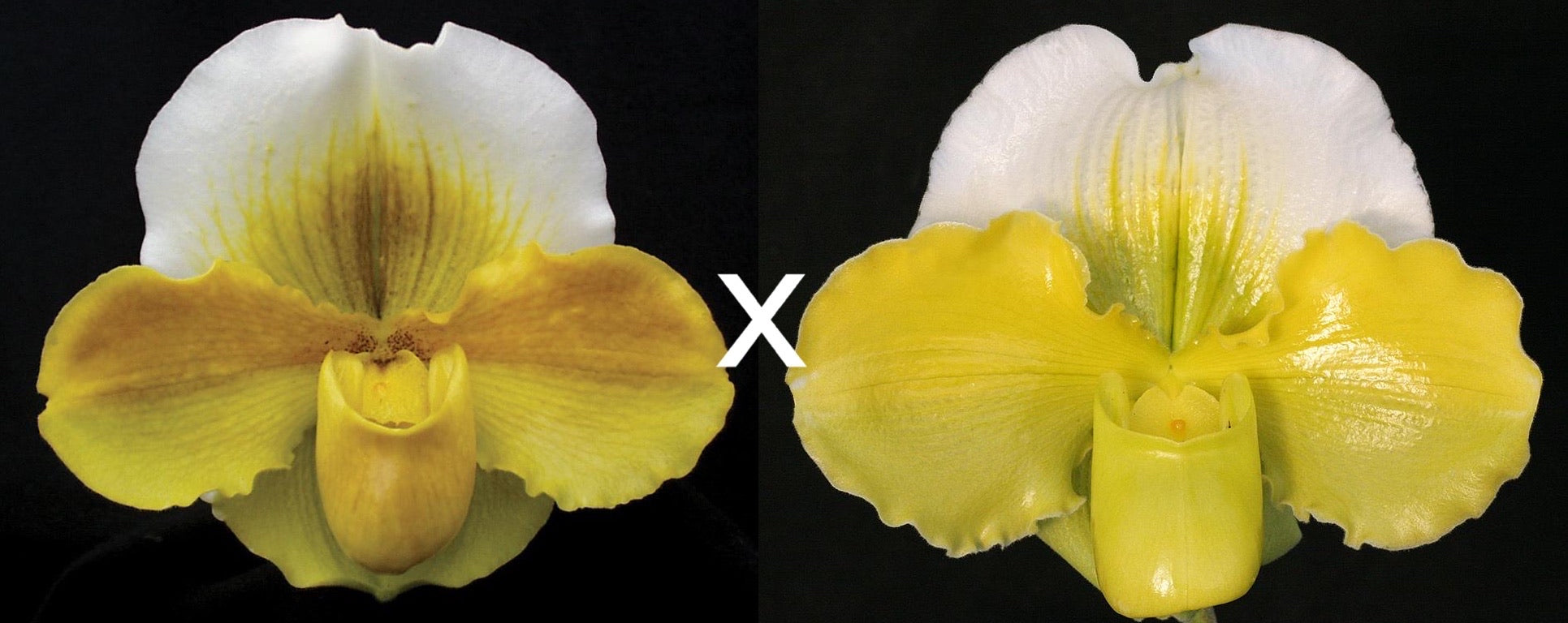 Complex paphiopedilum hybrid cultivars shown in flower side by side of Paphiopedilum Alchemy 'Titanic' x Hsinying Gold 'Monarch'
