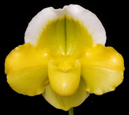 Complex paphiopedilum hybrid cultivar of  Paphiopedilum Alex Szabo 'Pure Gold' AM/AOS