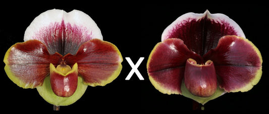 Complex paphiopedilum hybrid cultivars shown in flower side by side of Paphiopedilum (Amandahill x California Girl) 'Perfect' x Dark Fantasy 'Double Eclipse'