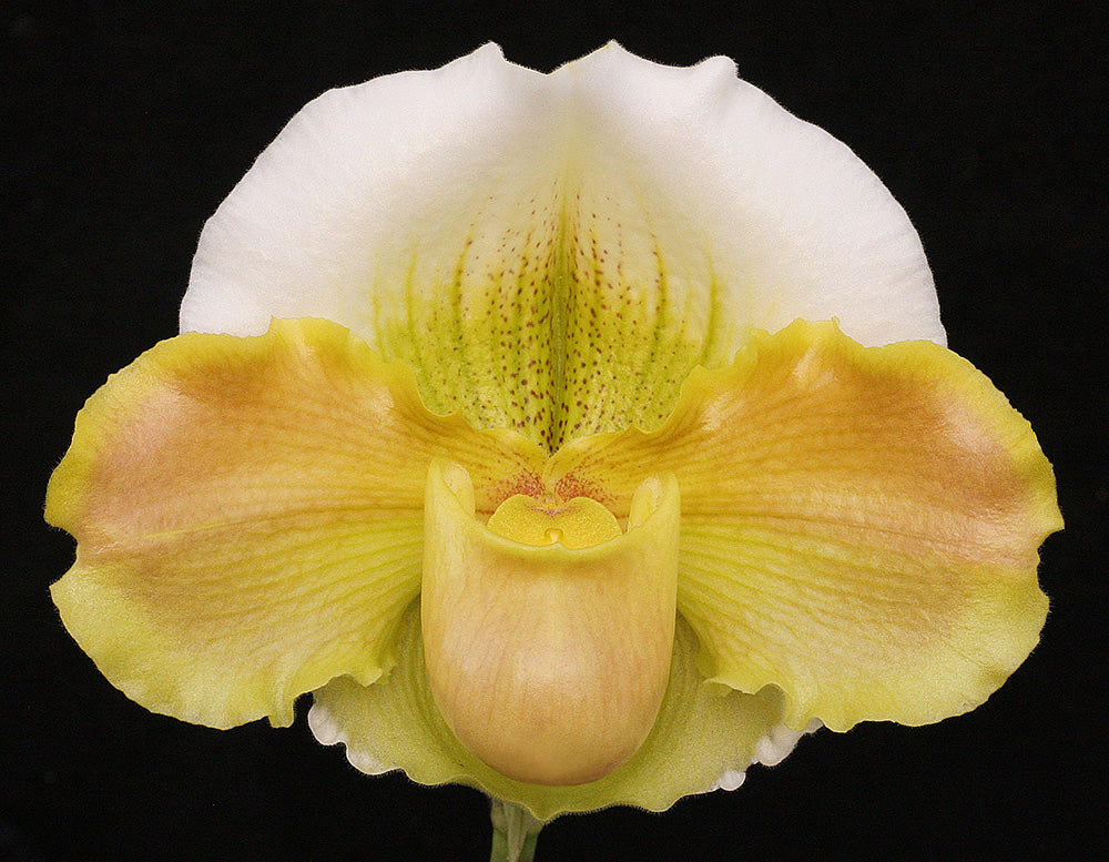 Close-up of a yellow and white orchid flower on a black background Paphiopedilum Austin Cash