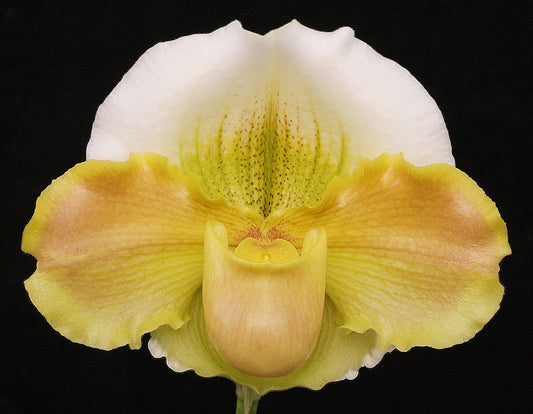 Close-up of a yellow and white orchid flower on a black background Paphiopedilum Austin Cash