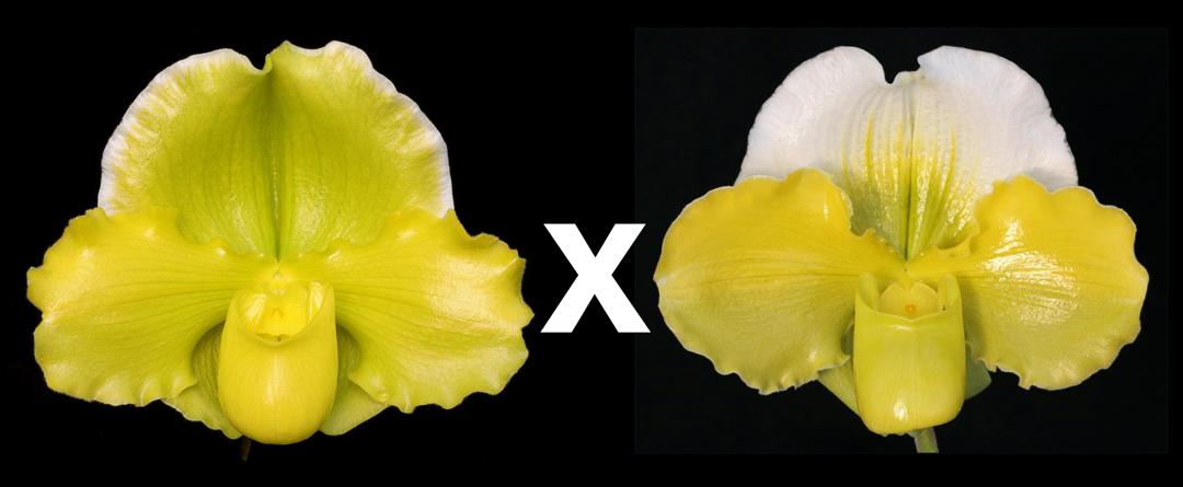 Complex paphiopedilum hybrid cultivars shown in flower side by side of Paphiopedilum Austin Cash 'Golden Emperor' x Hsinying Gold 'Monarch'