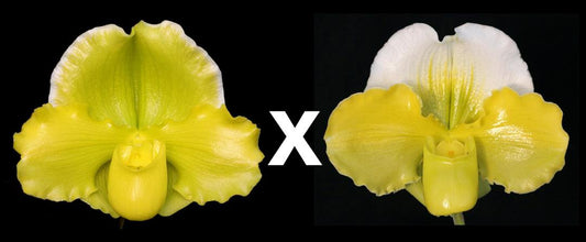 Complex paphiopedilum hybrid cultivars shown in flower side by side of Paphiopedilum Austin Cash 'Golden Emperor' x Hsinying Gold 'Monarch'