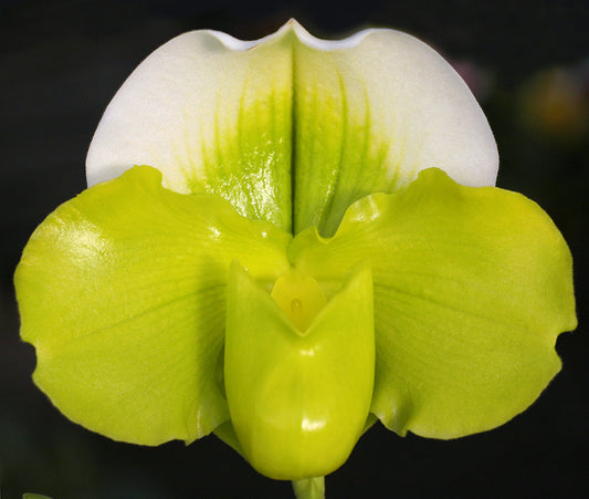 Complex paphiopedilum hybrid cultivar of  Paphiopedilum Austin Cash 'Green Globe' AM/AOS