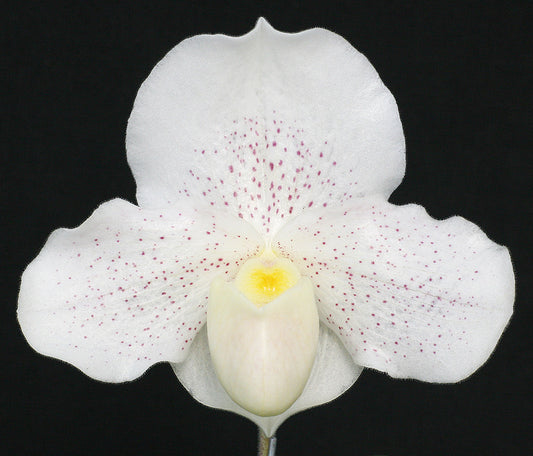 Complex paphiopedilum hybrid cultivar of  Paphiopedilum Bella Luna ‘Delight’ AM/AOs