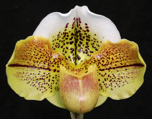 Close-up of a unique flower with yellow and brown speckled petals on a black background of Paphiopedilum Born Crosseyed ‘Stormbringer’ AM/AOS, BM/CSA