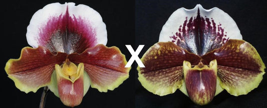 Complex paphiopedilum hybrid cultivars shown in flower side by side of Paphiopedilum California Girl 'Big Bear' B/CSA x Via Luna Este 'Sailor's Delight' AM