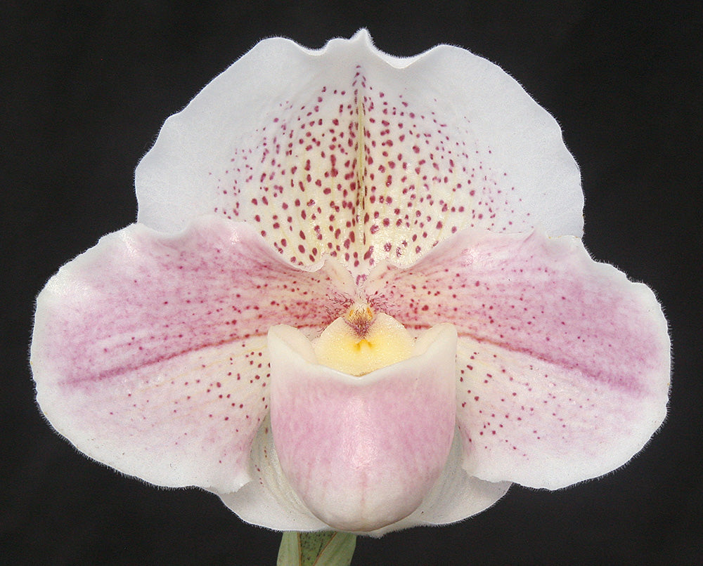 Close-up of a pink orchid with a black background. Paphiopedilum Carmen Coll 'Pastel Snow'