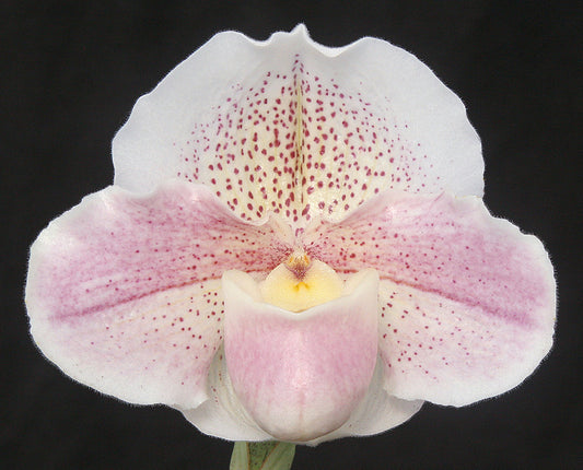Close-up of a pink orchid with a black background. Paphiopedilum Carmen Coll 'Pastel Snow'