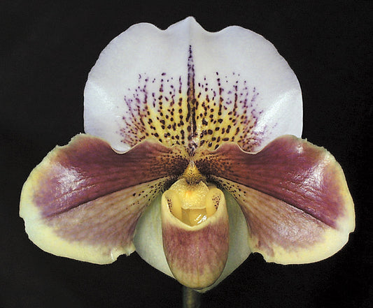 Complex paphiopedilum hybrid cultivar of Paphiopedilum Carmen Coll 'Queen of Hearts'