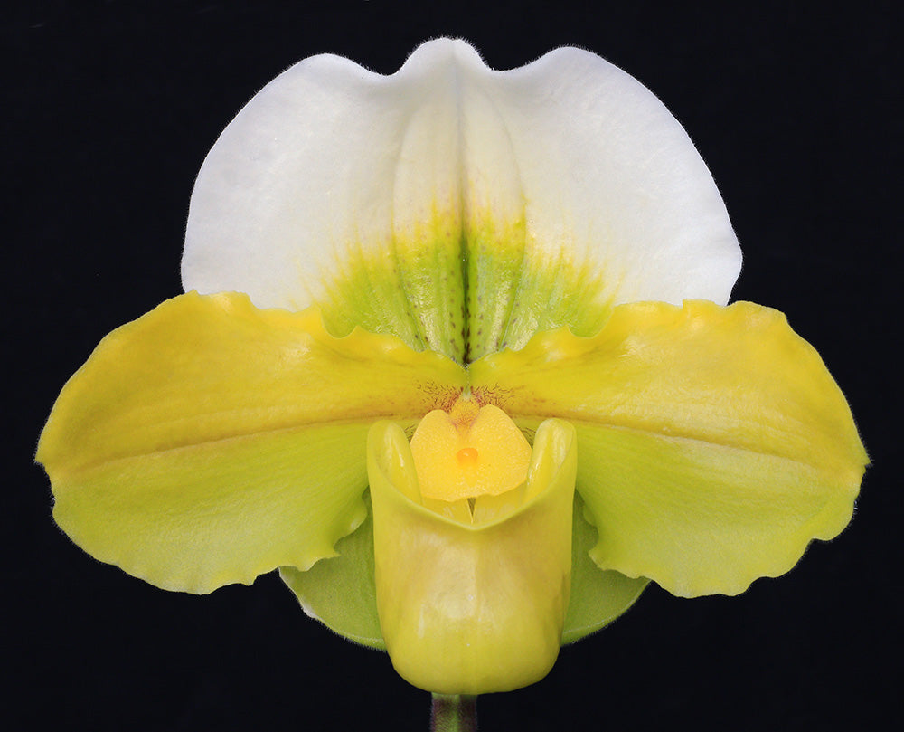 Complex paphiopedilum hybrid cultivar of  Paphiopedilum Carolina Day