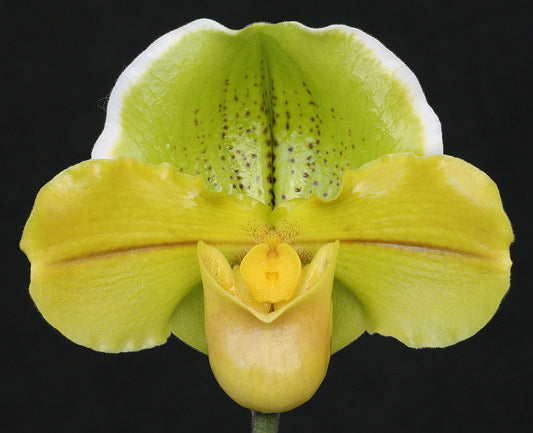 Complex paphiopedilum hybrid cultivar of  Paphiopedilum Carolina Day ‘Symmetry' AM/AOS