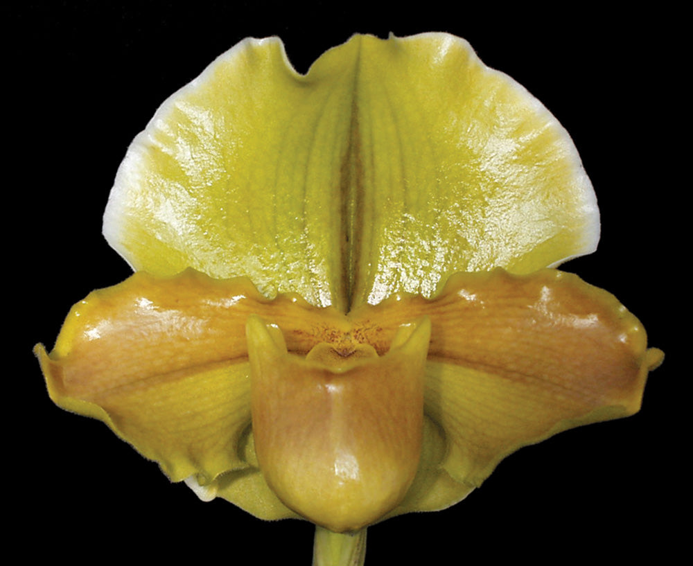Complex paphiopedilum hybrid cultivar of  Paphiopedilum Copper Eagle 'Amber Sun'