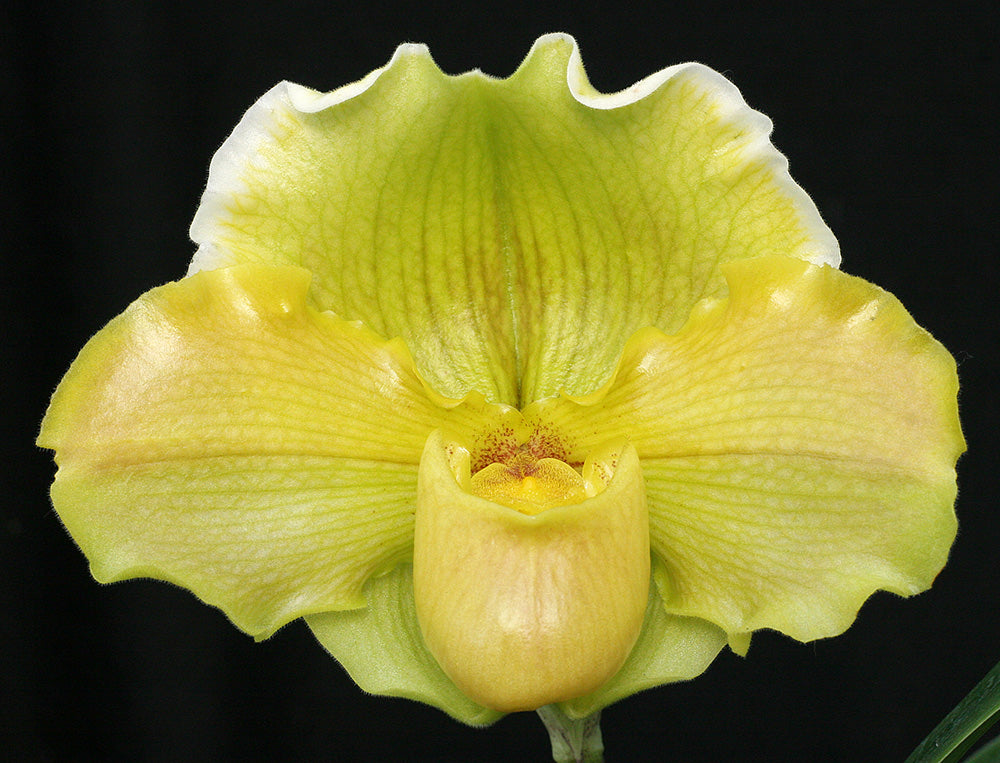Yellow orchid flower against a black background