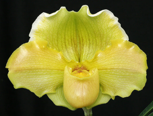 Yellow orchid flower against a black background
