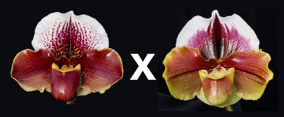 Complex paphiopedilum hybrid cultivars shown in flower side by side of Paphiopedilum Cupid's Arrow "My Valentine' x King Frank 'Papa Aroha'