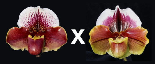 Complex paphiopedilum hybrid cultivars shown in flower side by side of Paphiopedilum Cupid's Arrow "My Valentine' x King Frank 'Papa Aroha'