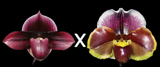 Complex paphiopedilum hybrid cultivars shown in flower side by side of Paphiopedilum Dark Destiny 'Black Magic' x Red Dominion 'Perfection'