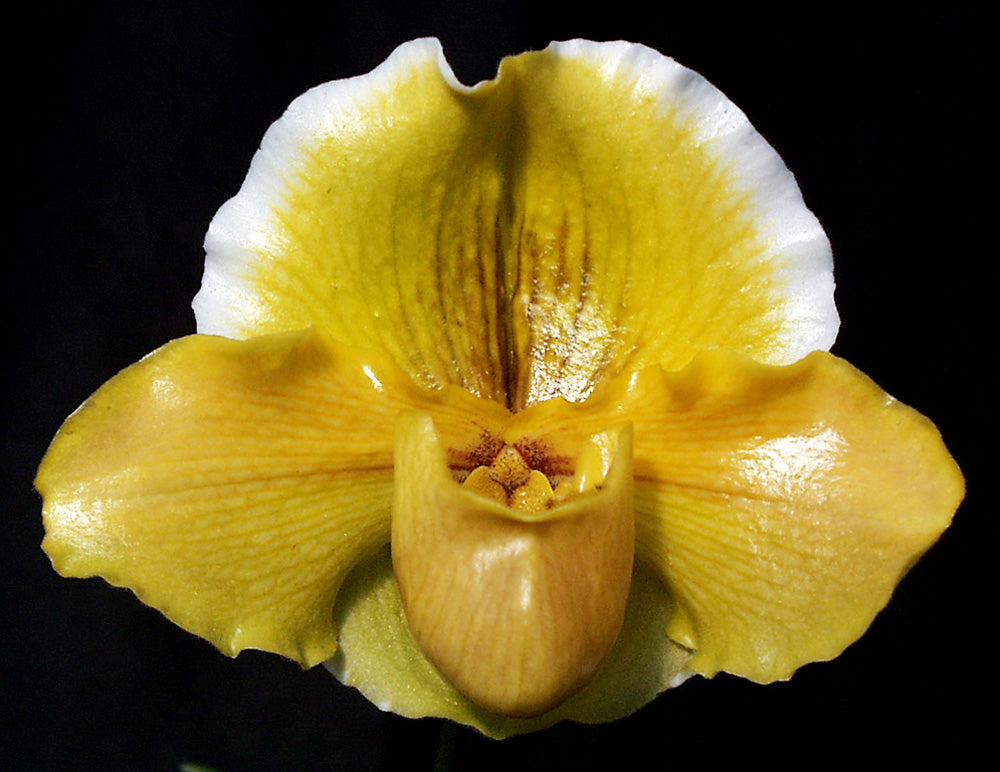 Complex paphiopedilum hybrid cultivar of  Paphiopedilum Donna Hanes 'Papa Aroha'