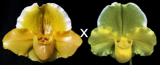 Complex paphiopedilum hybrid cultivars shown in flower side by side of Paphiopedilum Donna Hanes 'Papa Aroha' x Elfstone 'Moongold'