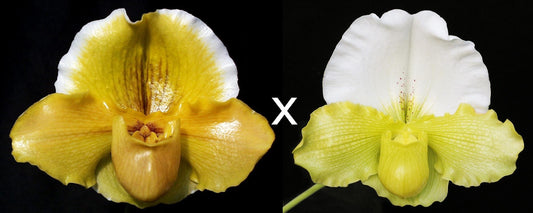 Complex paphiopedilum hybrid cultivars shown in flower side by side of Paphiopedilum Donna Hanes 'Papa Aroha'  x Titan's Gold 'Massive' & 'Supreme'