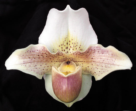 A close-up image of a Paphiopedilum Dusty Miller 'Downlands' orchid flower with a predominantly white and purple color scheme.