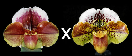 Complex paphiopedilum hybrid cultivars shown in flower side by side of Paphiopedilum Eastern Monarch 'Moon Spots' x Kinzua 'Buffo'