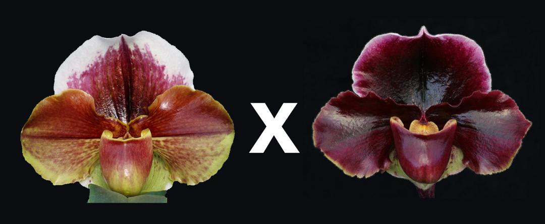 Complex paphiopedilum hybrid cultivars shown in flower side by side of Paphiopedilum Eastern Monarch 'Powerhouse' x Dark Fantasy 'Dark Delight'
