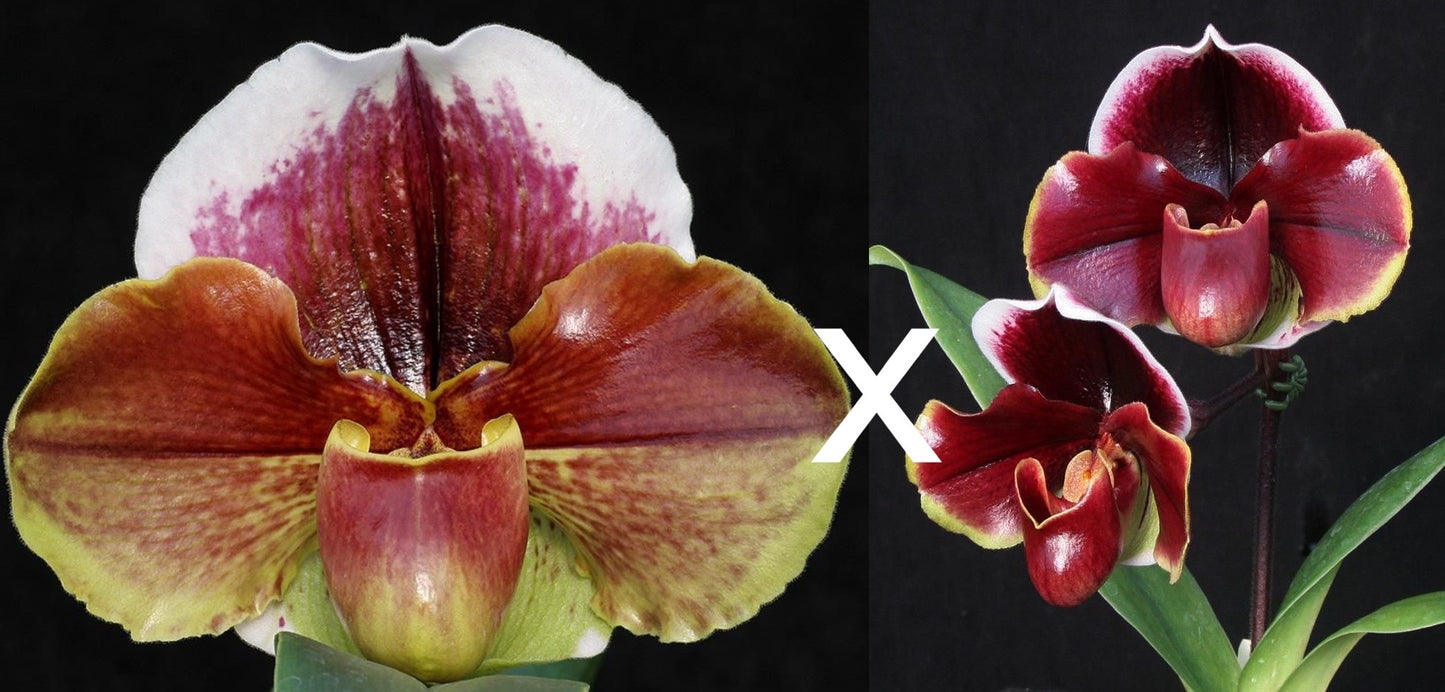 Complex paphiopedilum hybrid cultivars shown in flower side by side of Paphiopedilum Eastern Monarch 'Powerhouse' x Dark Fantasy 'Double Eclipse'