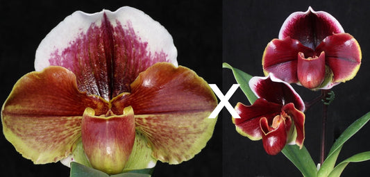 Complex paphiopedilum hybrid cultivars shown in flower side by side of Paphiopedilum Eastern Monarch 'Powerhouse' x Dark Fantasy 'Double Eclipse'