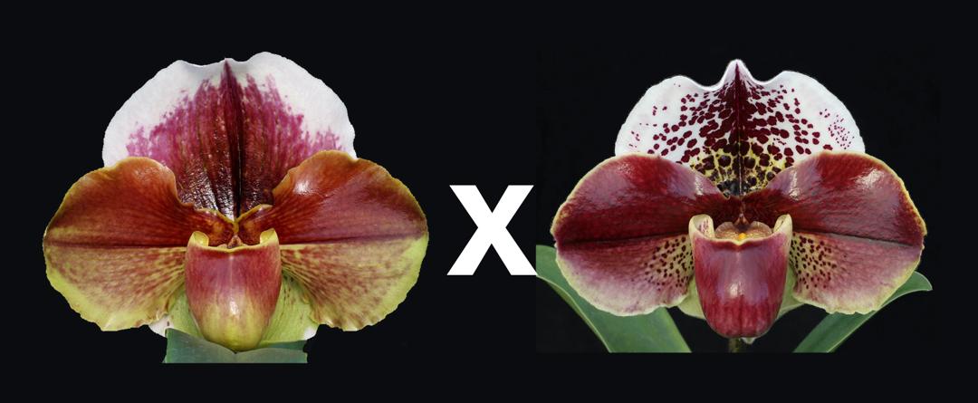 Complex paphiopedilum hybrid cultivars shown in flower side by side of Paphiopedilum Eastern Monarch ' Powerhouse' x Rainmaker "Lover's Moon'