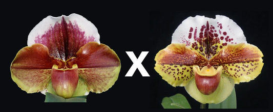 Complex paphiopedilum hybrid cultivars shown in flower side by side of Paphiopedilum Eastern Monarch 'Spot Master' x Kerry Anne x Susie Dell) 'Celebration'