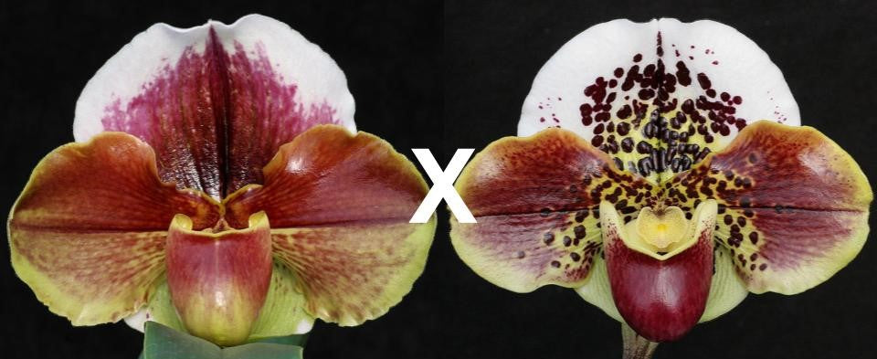 Complex paphiopedilum hybrid cultivars shown in flower side by side of Paphiopedilum Eastern Monarch 'Spot Master' x Space Shuttle 'Jaguar'