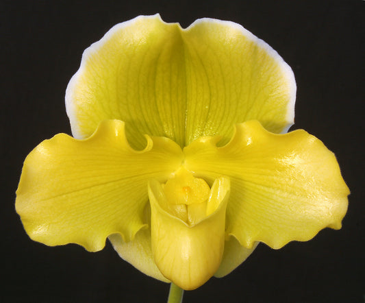Complex paphiopedilum hybrid cultivar of  Paphiopedilum Elfin Moon