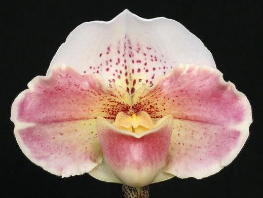 Complex paphiopedilum hybrid cultivar of Paphiopedilum Elwing ‘Monarch’