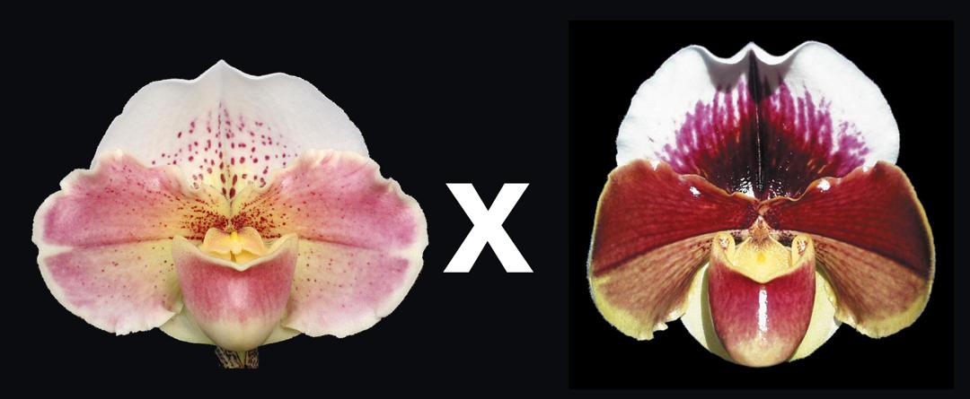 Complex paphiopedilum hybrid cultivars shown in flower side by side of Paphiopedilum Elwing 'Snow Mass' x Amandahill 'Muir Woods' HCC