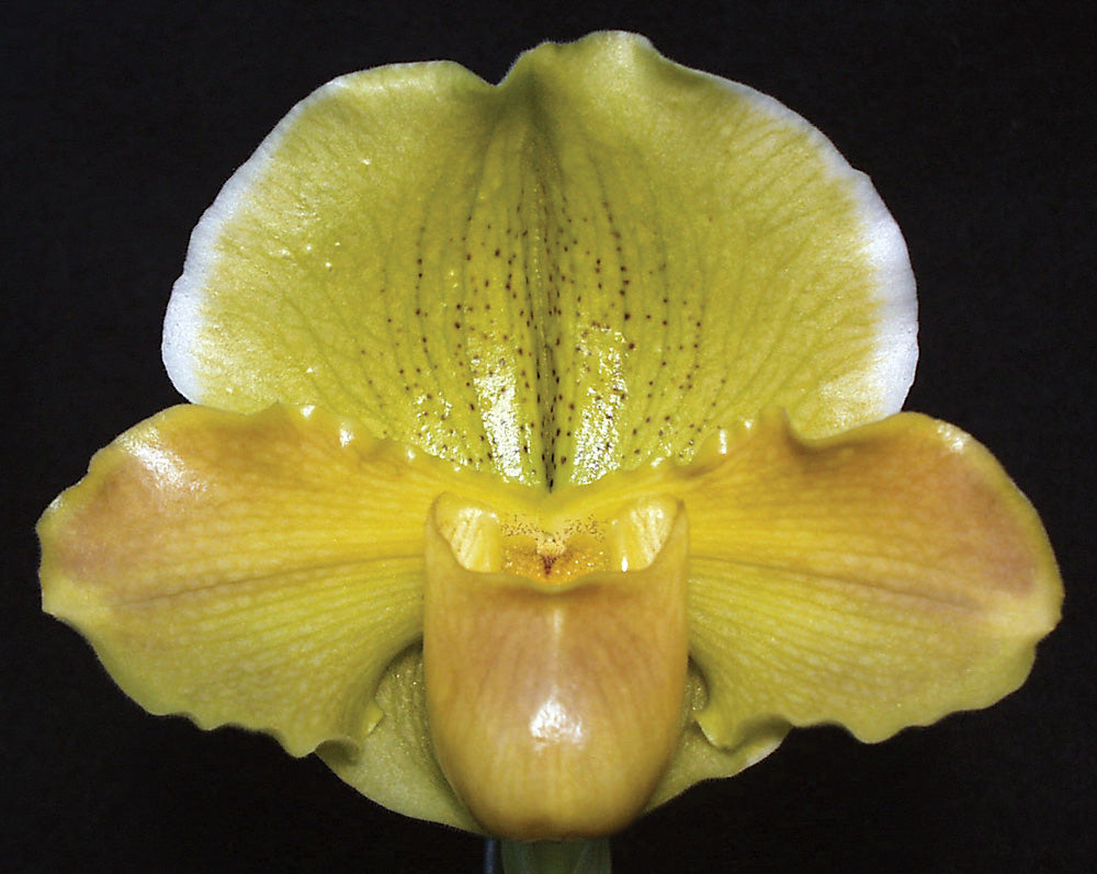Complex paphiopedilum hybrid cultivar of Paphiopedilum Emerald Light