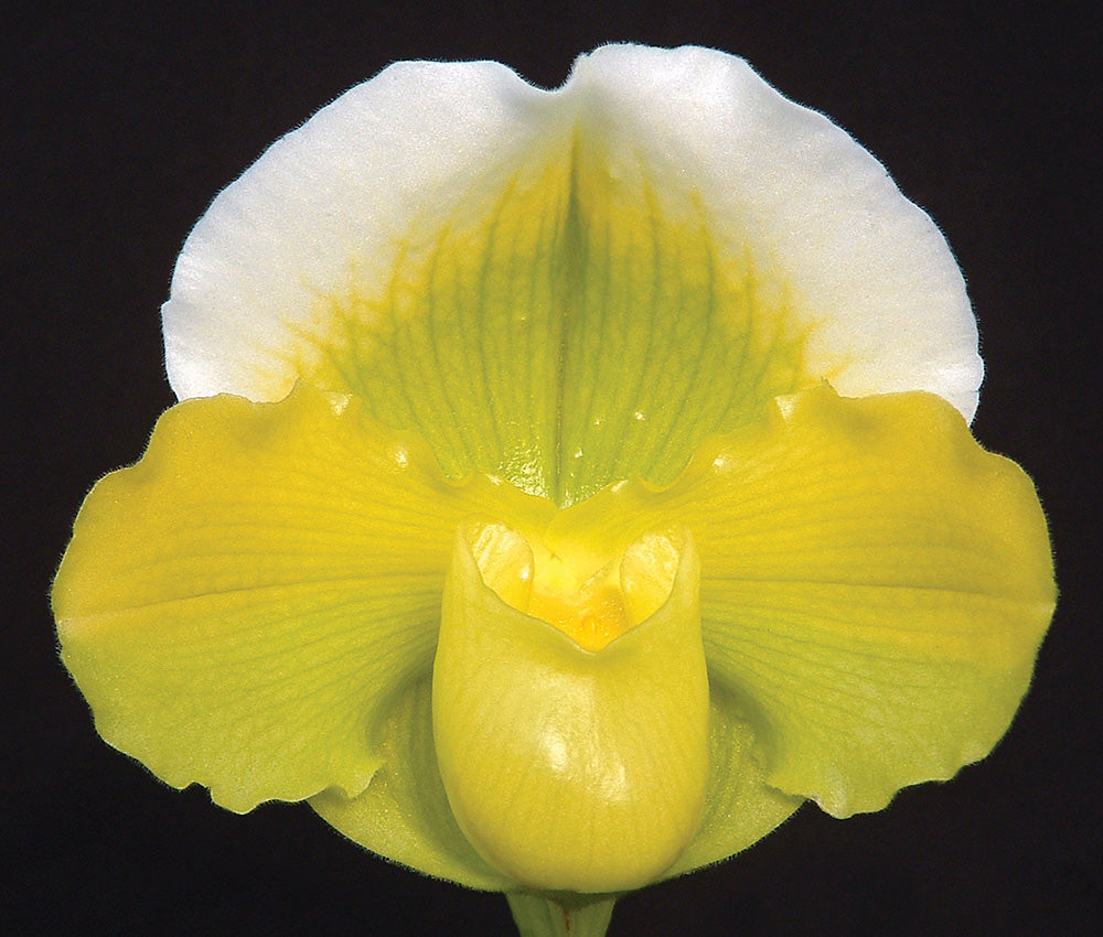Complex paphiopedilum hybrid cultivar of Paphiopedilum Emerald Light ‘Magic Sun’
