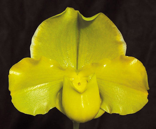 Complex paphiopedilum hybrid cultivar of Paphiopedilum Engraved 'Cathey' AM/AOS