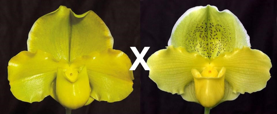 Complex paphiopedilum hybrid cultivars shown in flower side by side of Paphiopedilum Engraved 'Cathey' AM/AOS x Via Virgenes 'Moondust'HCC