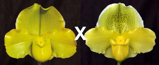 Complex paphiopedilum hybrid cultivars shown in flower side by side of Paphiopedilum Engraved 'Cathey' AM/AOS x Via Virgenes 'Moondust'HCC